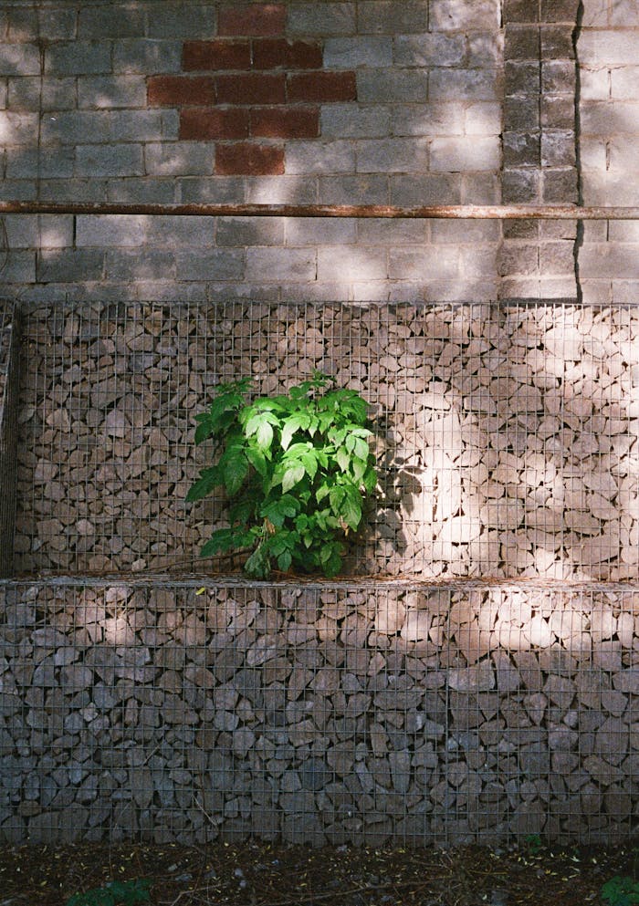 A lush green plant growing against a textured stone wall in Алматы, Kazakhstan.